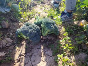 WhatsApp Image at WhatsApp Image at