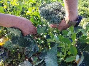 WhatsApp Image at WhatsApp Image at